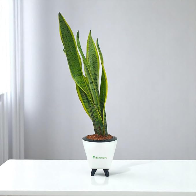 IndNursery Sansevieria Laurentii Snake Plant With White Self Watering Pot Pack of 1